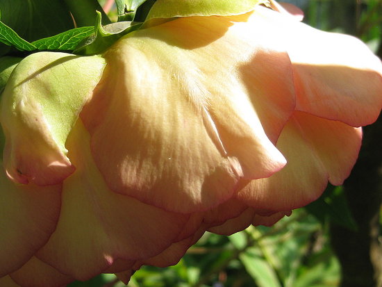 A rose from Monet's garden in Giverny